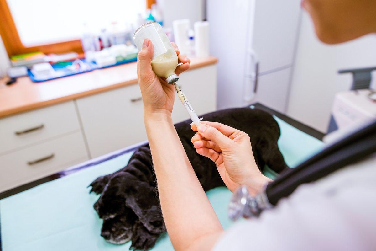 What does an animal care technician do